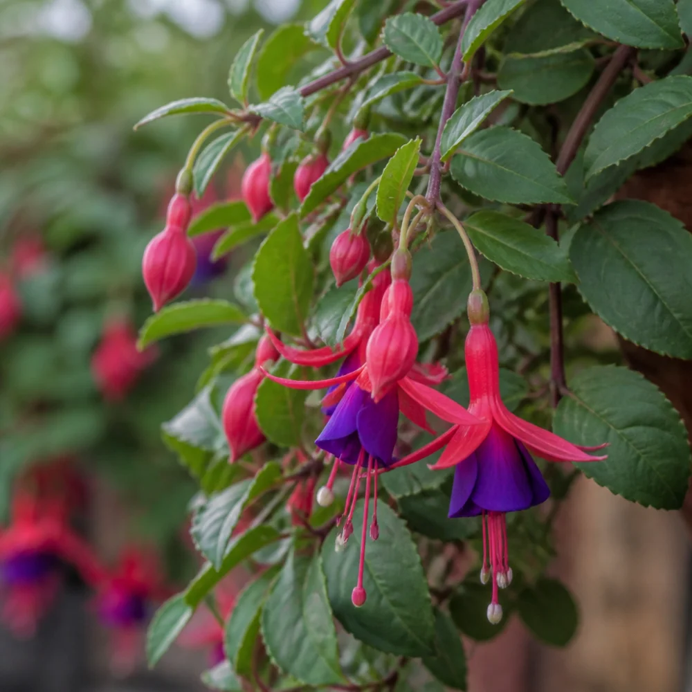 Fuchsie Magellanská